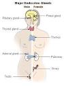 Fixing Glandular Disorders