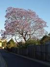 jacaranda - via Daymix