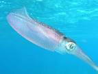 File:Caribbean reef squid.jpg - Wikipedia, the free encyclopedia