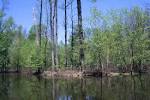 of deciduous and evergreen - via Daymix