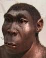 Reconstruction of how Homo