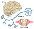 Nervous System Anatomy and Physiology | Nervous System Quizzes ...