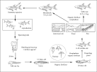 FAO Fisheries &amp; Aquaculture Hypophthalmichthys nobilis