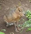 http://upload.wikimedia.org/wikipedia/commons/thumb/c/c7/Mara_in_captivity.jpg/250px-Mara_in_captivity.jpg