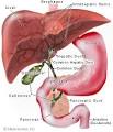 My Gall Bladder Symptoms | Gall Bladder Symptoms Information