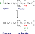 The fatty acid metabolism