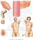 The Biologic Actions of Adrenal Androgens - Netter Medical Artwork