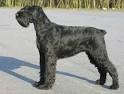 Giant Schnauzer Breed Information