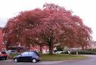 Copper Beech Tree, Woodhey - via Daymix