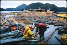  BP sues Halliburton over $42 billion oil spill&nbsp;bill