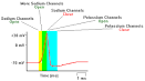 Neuroscience For Kids - action potential