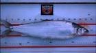 arctic cisco fish public - via Daymix