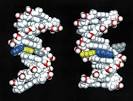 File:DNA damaged by carcinogenic 2-aminofluorene AF .jpg ...