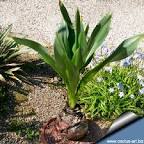 <b>Urginea</b> marittima is an