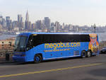 Megabus | Search Results | InsectAnatomy