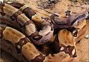 File Boa constrictor  2 jpg   Wikipedia the free encyclopedia