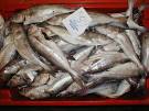 Climate change affecting composition of UK fish stock | TheRandomFact.
