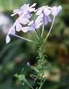 Introduction to the <b>Plumbaginaceae</b>