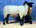 Breeds of Livestock - Hampshire Sheep