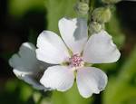 File:<b>Althaea</b> officinalis