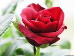 Red Rose Beautiful Flower - Rose Beautiful