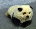 panda dog