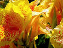 beautiful flowers in the world