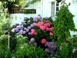 Changing the Color of Hydrangeas