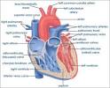 Human Heart Structure | Tutorvista.