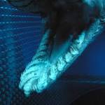 Chlamydoselachus_anguineus_(.
