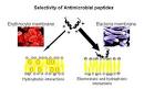 <b>antimicrobial peptides</b>