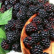 The Hidden Nutrition Fact About Blackberry
