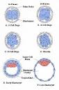 Blastocyst Development