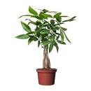 PACHIRA AQUATICA Potted plant - IKEA