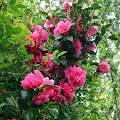 Camellia Flower Pictures