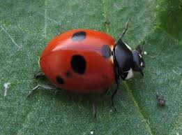 Attēlu rezultāti vaicājumam “Coccinella quinquepunctata”