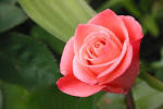To Hurt a Rose | Taylor Beisler's blog