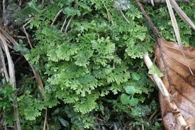 Attēlu rezultāti vaicājumam “Trichocolea tomentella”