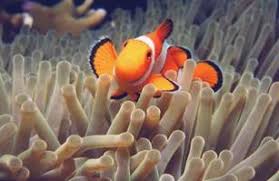 external image images?q=tbn:ANd9GcRuGmZOCo2X2DWHPdqoqzxEOT4hlqgE1eXnIhti5BLWxLsG3u-a