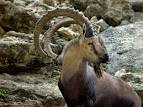 ibex
