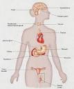 What Are Endocrine Disruptors?| Endocrine Disruptor Screening ...