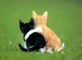 images?q=tbn:ANd9GcRuP-7lNtKOW64LToxSw12rR_xtyAfjg1QAkI5hU_elKNzV64Gifg