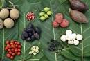 Bush Tucker