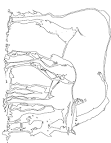 Equestrian coloring page