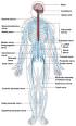Guillain Barre Syndrome