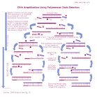 <b>PCR</b> (in vitro DNA