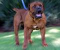 South African Boerboel Breeders - STL Boerboels