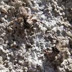 シラヒゲハエトリ（白髭蝿捕（蝿虎）、White mustache jumping spider(? - via Daymix