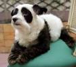 panda dog