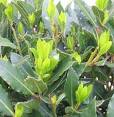 Bay Leaf